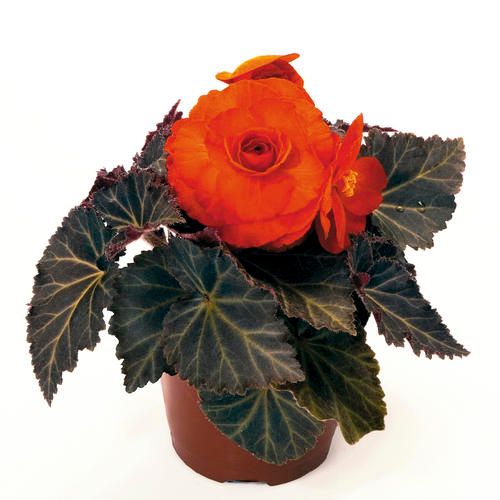 Begonia - Nonstop Mocca: Deep Orange