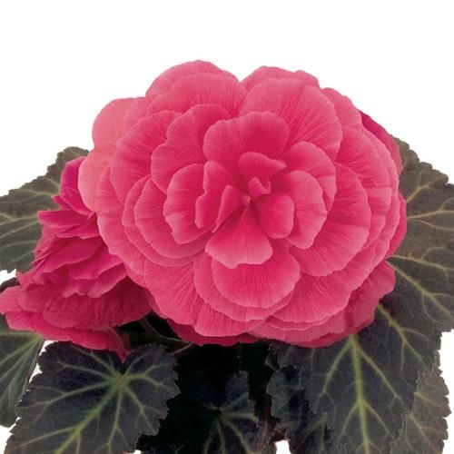 Begonia - Nonstop Mocca: Pink Shades