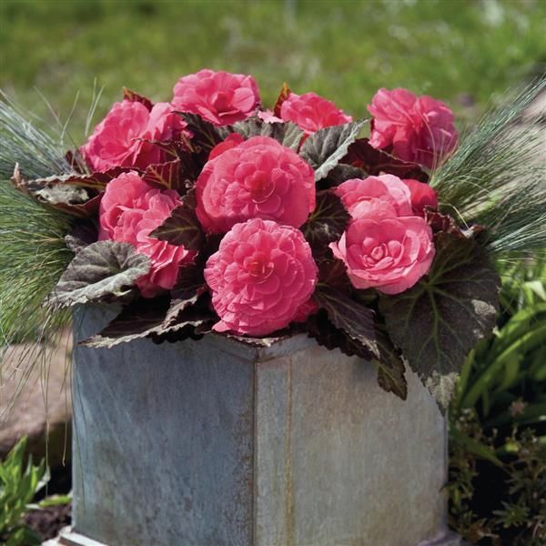 Begonia - Nonstop Mocca: Pink Shades