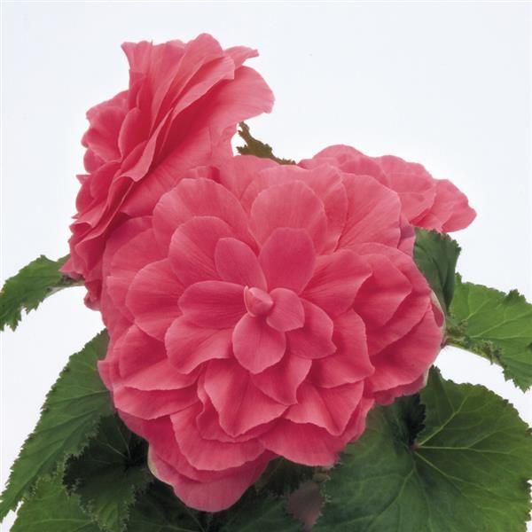 Begonia - Nonstop: Pink