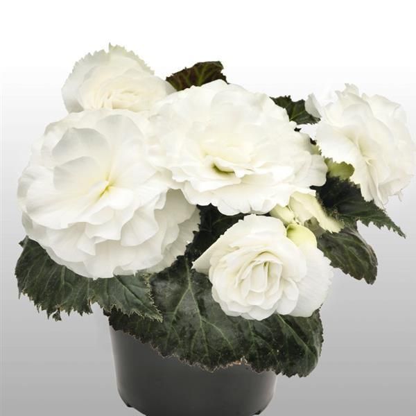 Begonia - Nonstop: White
