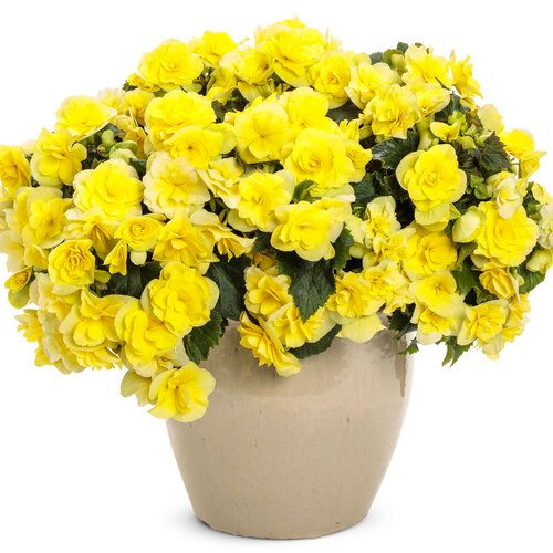 Begonia - Solenia: Yellow