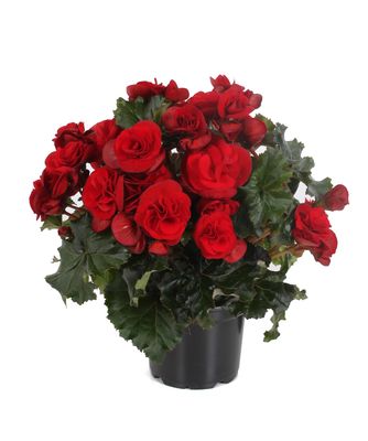 Begonia - Solenia: Velvet Red