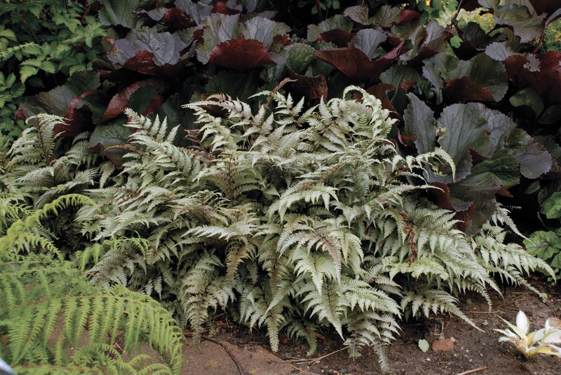 Japanese Painted Fern