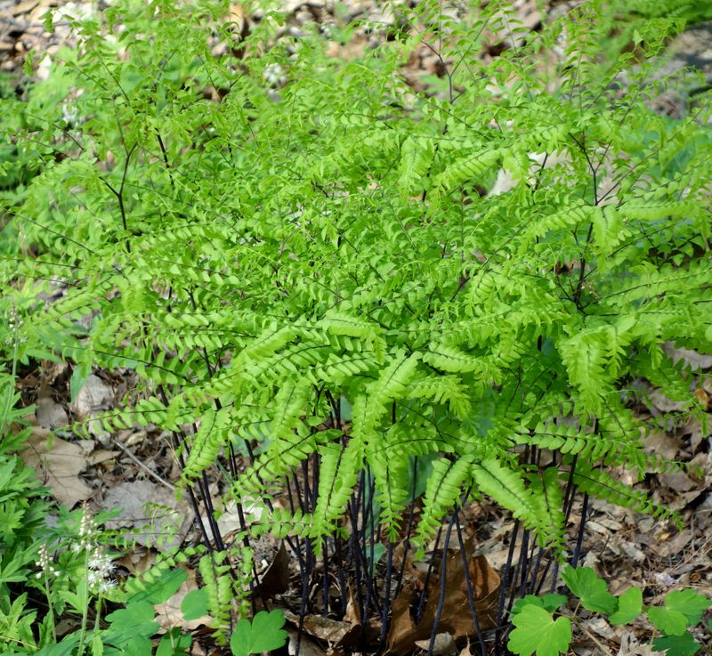 Maidenhair Fern