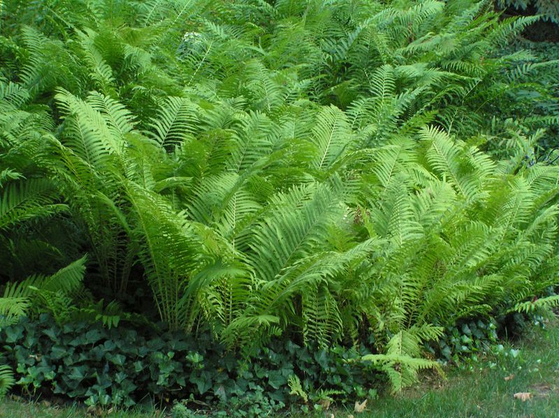 Ostrich Fern