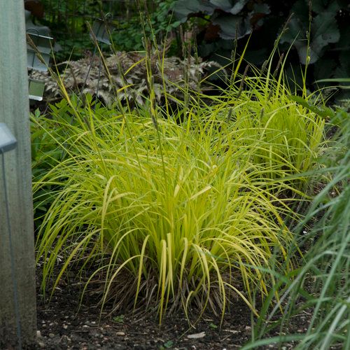 Bowles Golden Sedge Grass