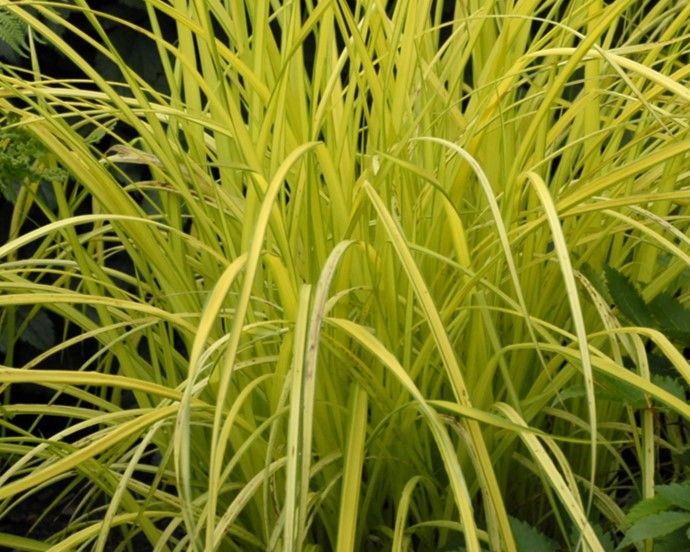 Bowles Golden Sedge Grass