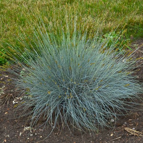 Blue Fescue Grass