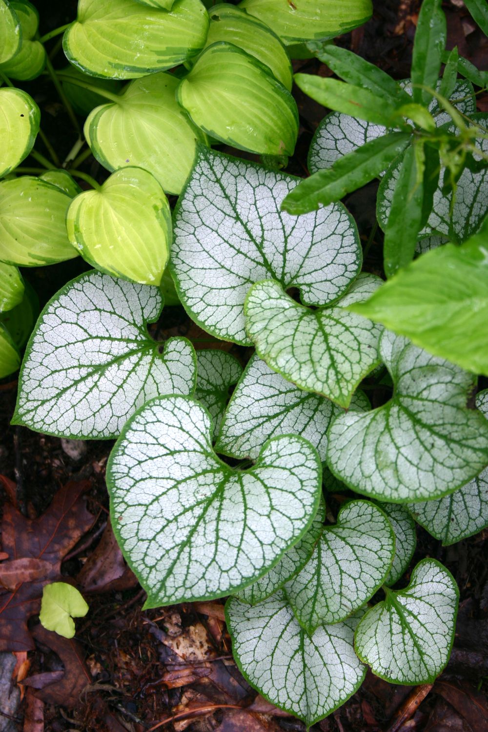 Brunnera: Jack Frost