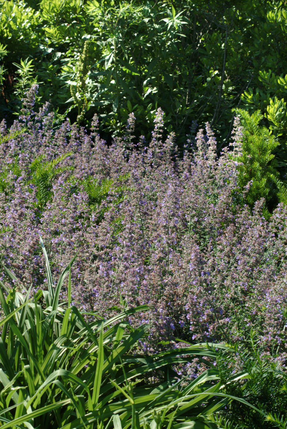 Catmint: Walkers Low Catmint: Walkers Low