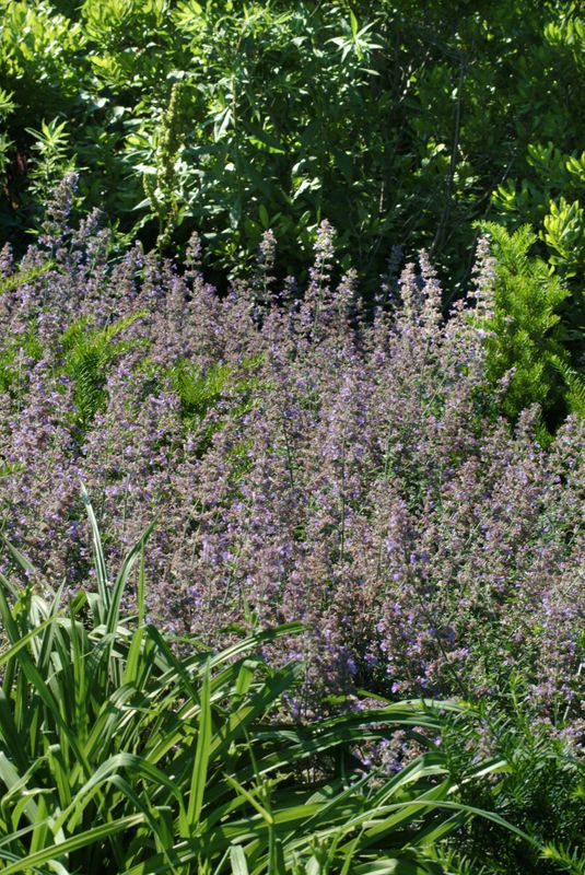 Catmint: Walkers Low Catmint: Walkers Low