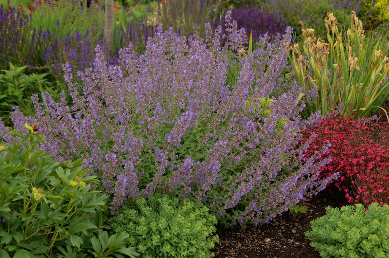Catmint: Walkers Low