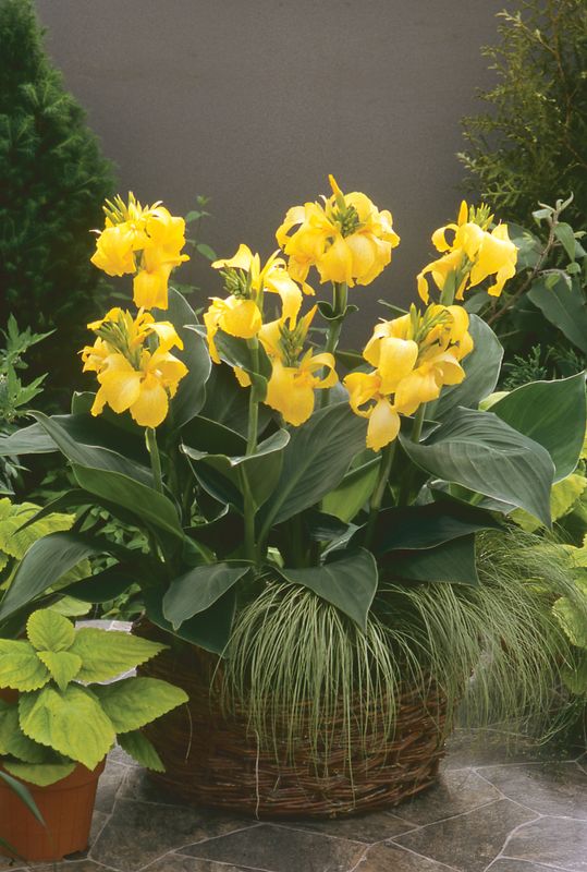 Canna Lily: Cannova Yellow