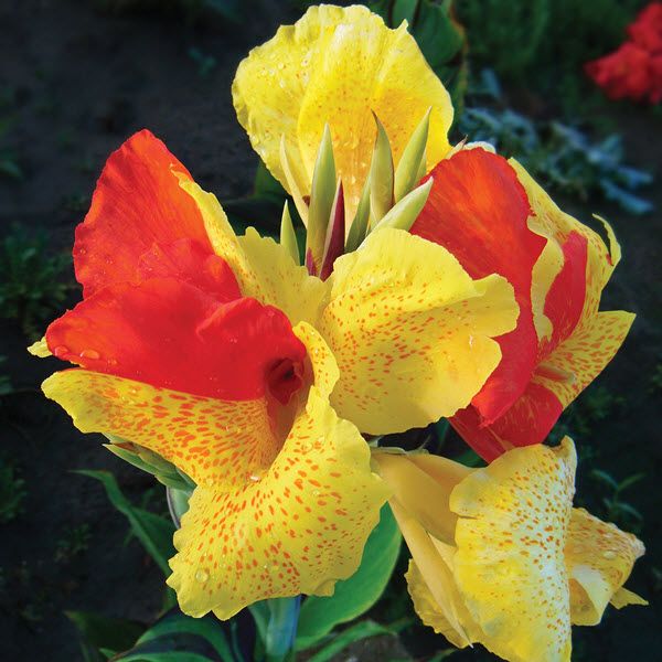 Canna Lily: Cleopatra