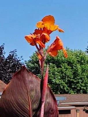 Canna Lily: Orange Chocolate