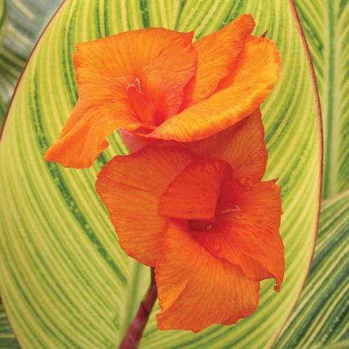 Canna Lily: Pretoria
