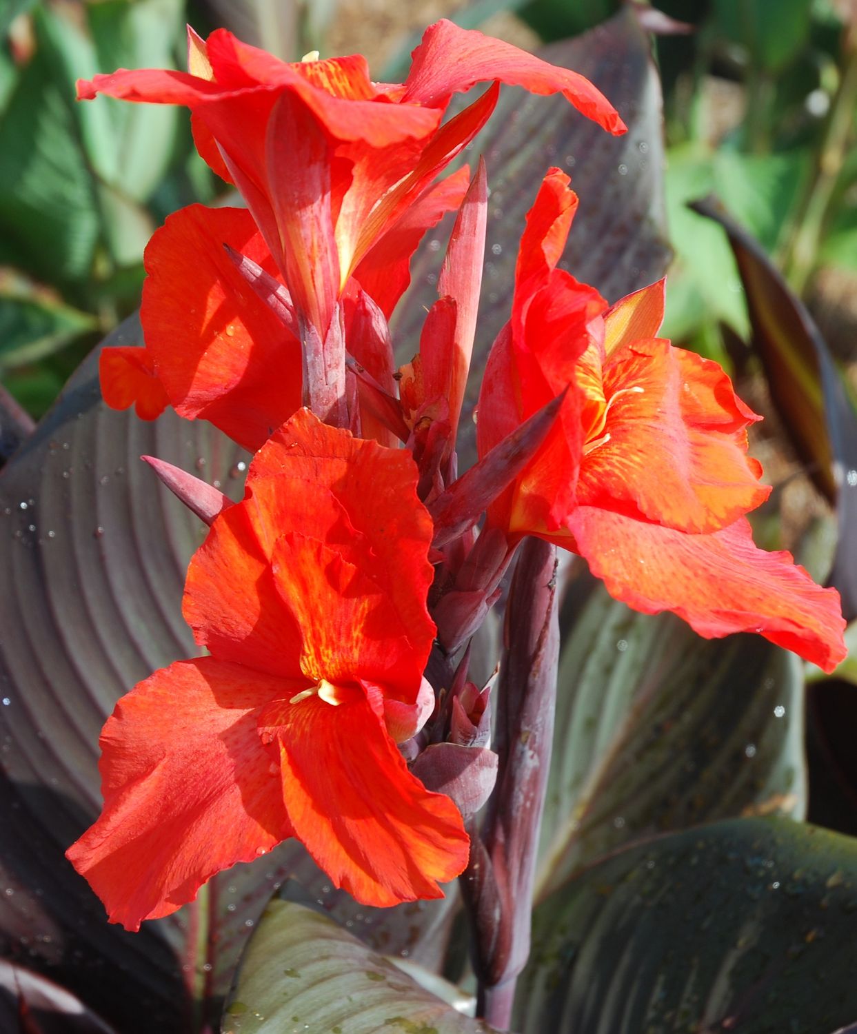 Canna Lily: Australia