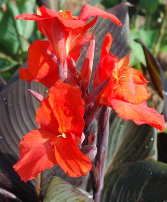 Canna Lily: Australia