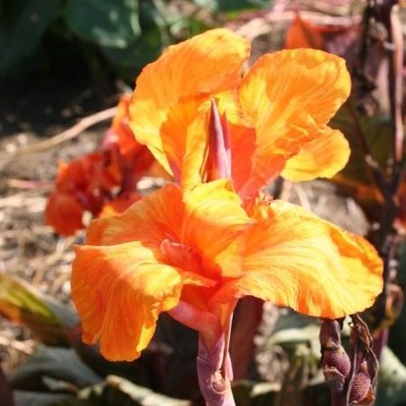 Canna Lily: Tropicana