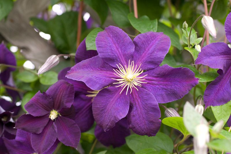 Clematis: Jackmanii