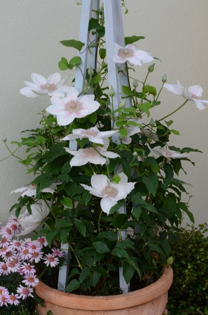 Clematis: Henryi