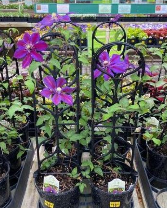 Clematis: Mrs. N. Thompson