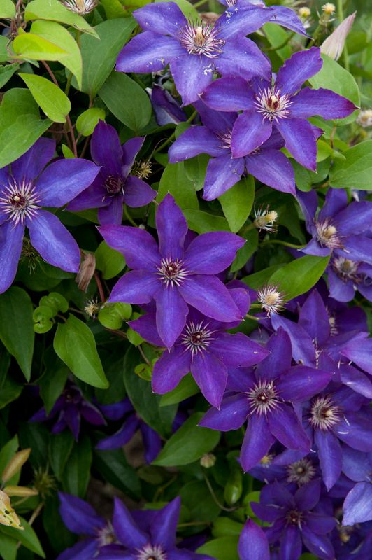 Clematis: The President