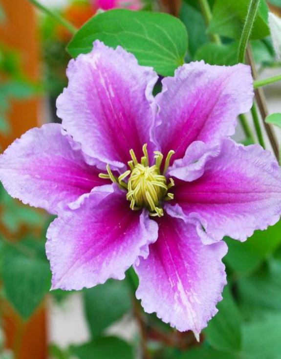 Clematis: Piilu