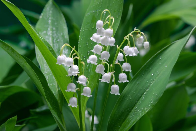Convallaria: Majalis (Lily of the Valley)