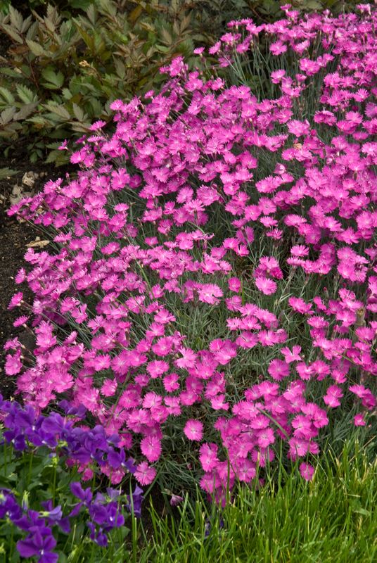 Dianthus: Firewitch