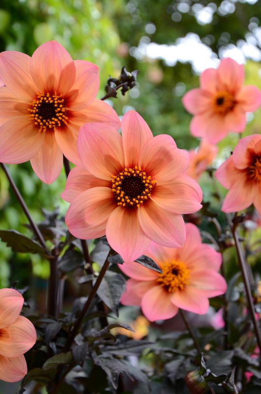 Dahlia: Mystic Fantasy