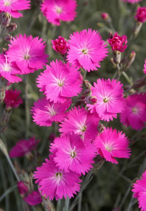 Dianthus: Firewitch