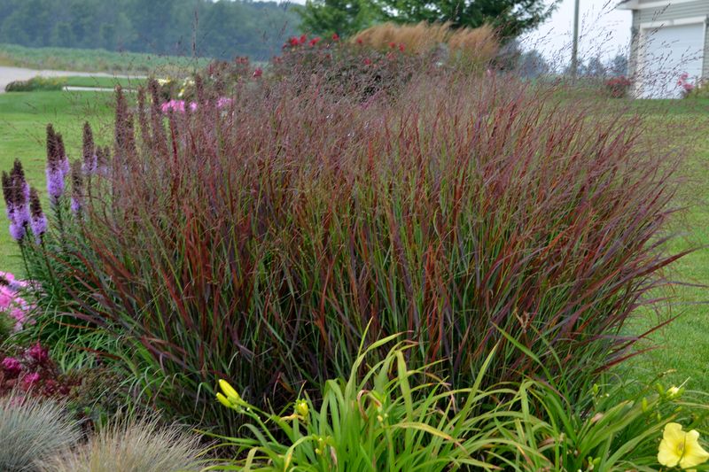 Panicum: Cheyenne Sky (Switch Grass)