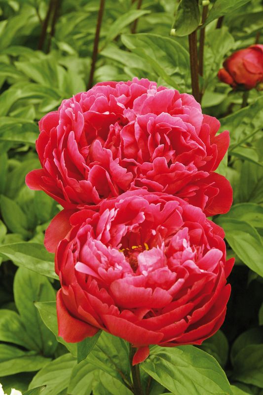 Peony: Red Sarah Bernhardt