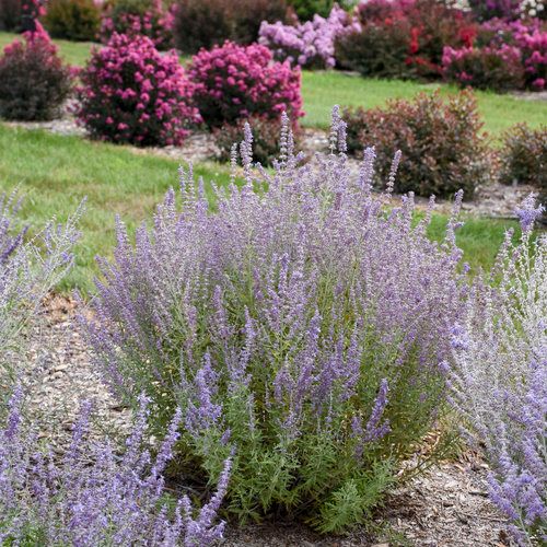 Perovskia: Atriplicifolia (Russian Sage)