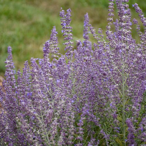 Perovskia: Atriplicifolia (Russian Sage)