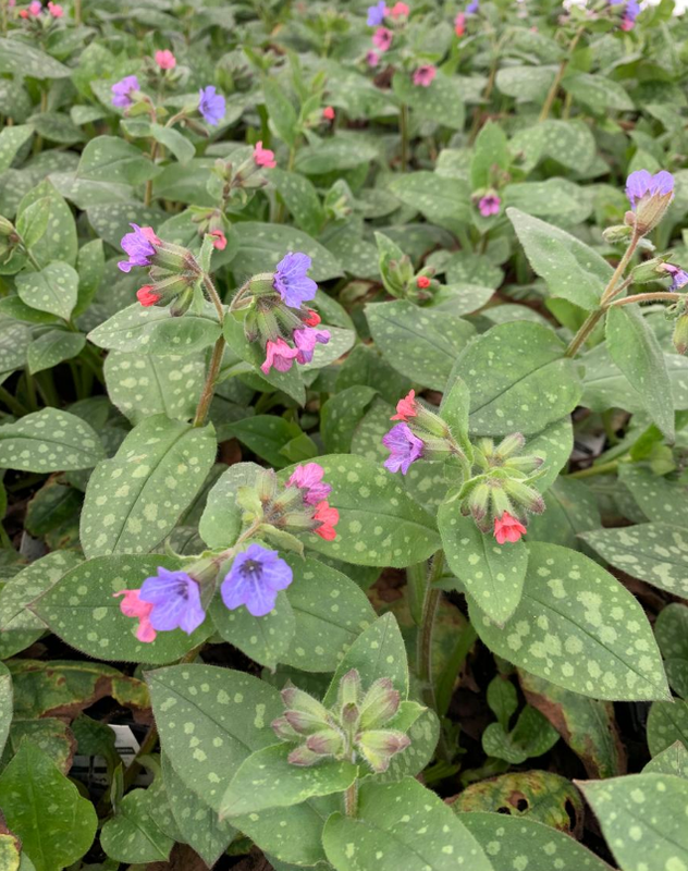 Pulmonaria: Mrs. Moon