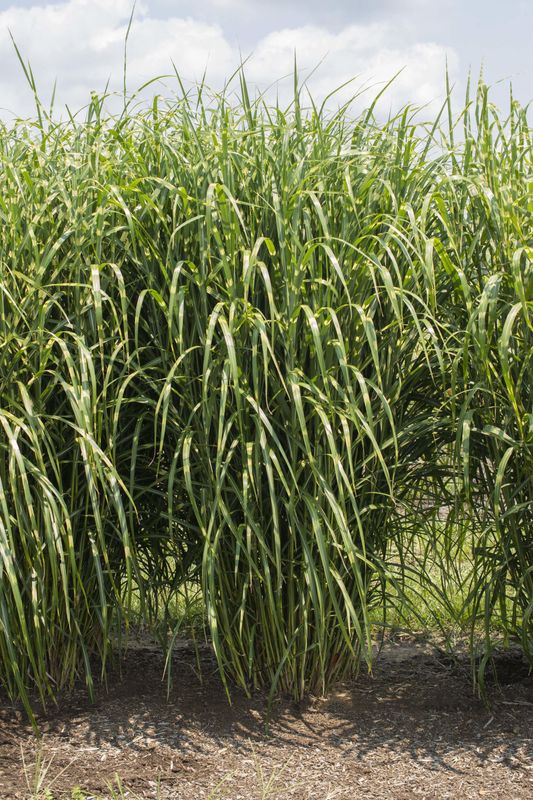 Porcupine Japanese Silver Grass