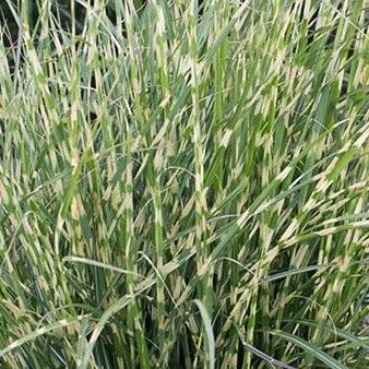 Porcupine Japanese Silver Grass