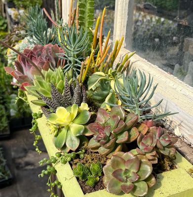 Succulents