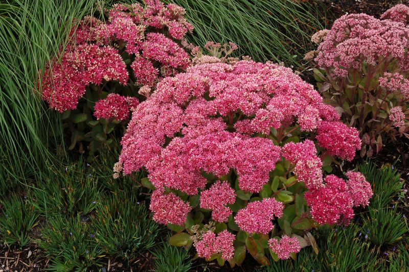 Sedum: Mr. Goodbud