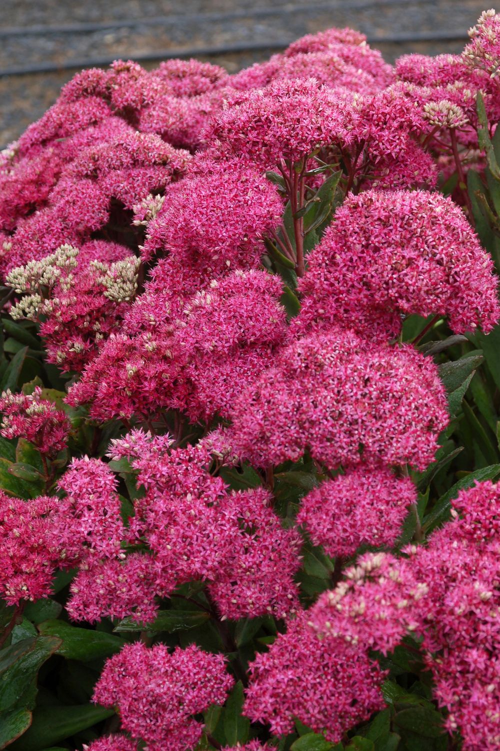 Sedum: Mr. Goodbud