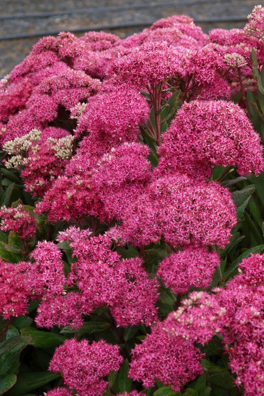 Sedum: Mr. Goodbud