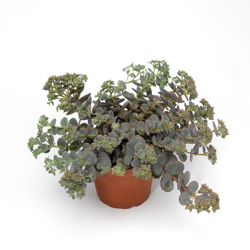 Sedum: Sieboldii (October Daphne)