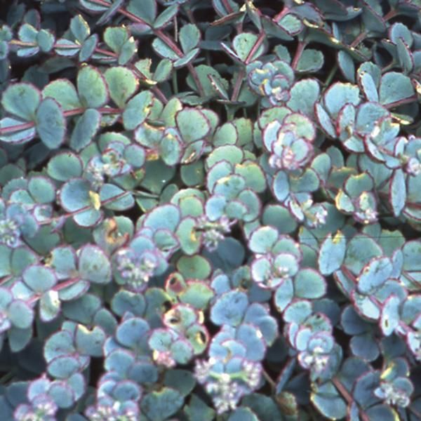 Sedum: Sieboldii (October Daphne)