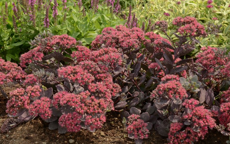 Sedum - Sunsparkler: Dazzleberry