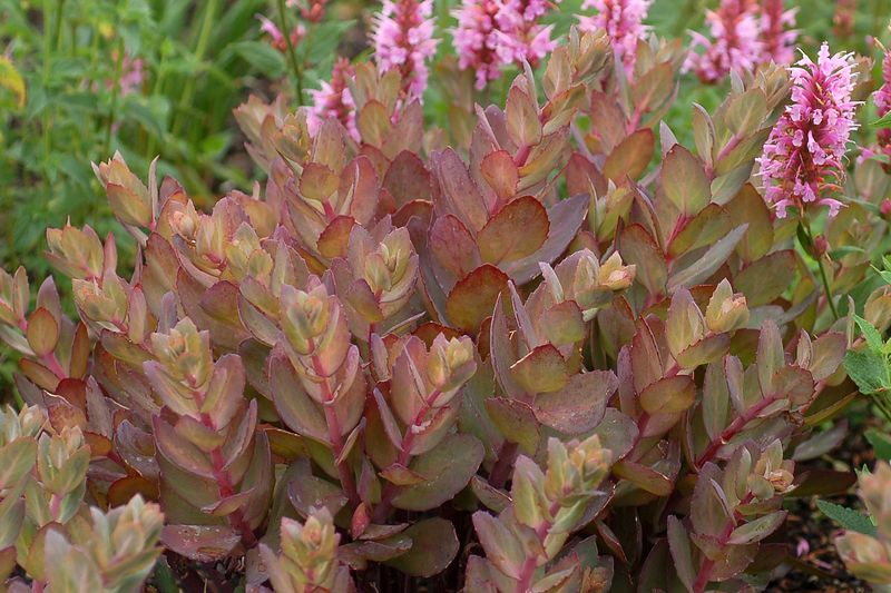 Sedum: Thunderhead