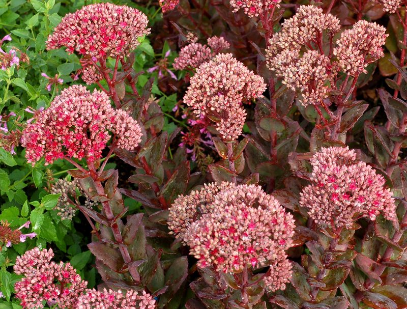 Sedum: Thunderhead