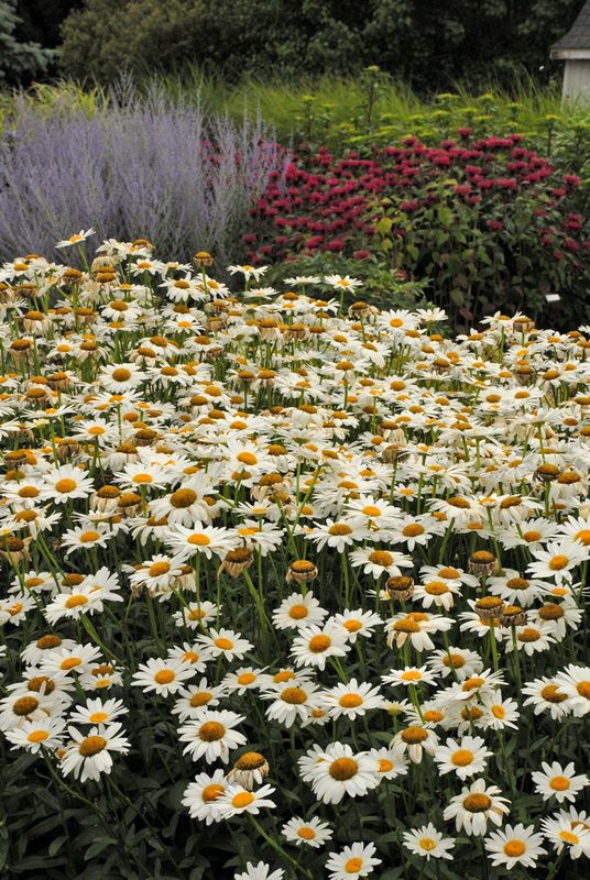 Shasta Daisy: Becky